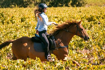 2 Hour Vineyard Trail Ride