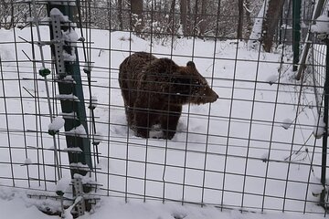 Private 2Day Tour from Bucharest to Brasov Peles & Bran Castles + Bear Sanctuary