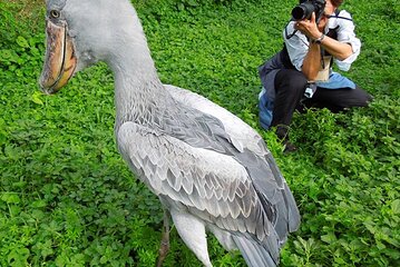1 Day Shoebill Stork and Birding Experience 