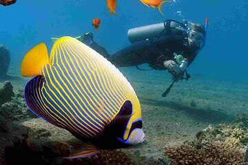 Tiran Island Full Day Snorkeling Sea Trip & intro dive 15 min - Sharm El Sheikh