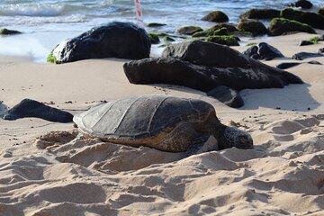 Circle Island Tour with Snorkeling & Turtles