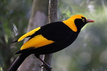 Bellthorpe Rainforest Private Tour