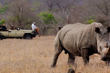 Victoria Falls Rhino Encounter Game Drive!