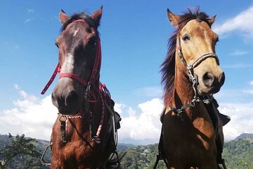 Horseride, Coffee Tour & Willys Ride from Salento