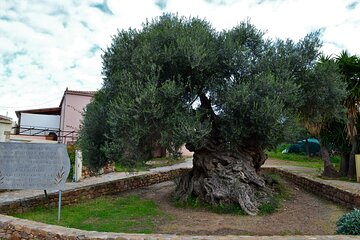 Monastery - Ancient Olive tree & Museum-Cretan Brewery Private Tour from Chania 