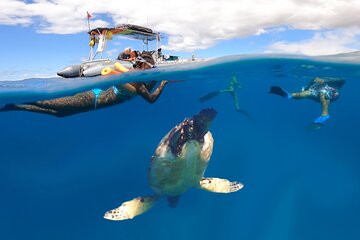 Semi-Private 2.5 HR Eco Maui Turtle Snorkel -Lahaina, Maui