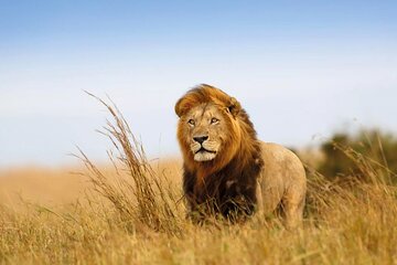 Private 8 Days Safari Tour in Tanzania