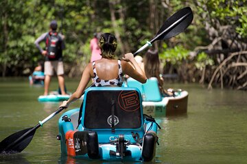 3-Hour Damas Mangrove Kayak Tour