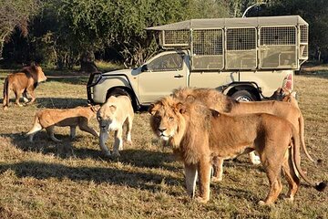 Lion and Safari Park half day tour. Private pick up and drop off 