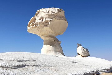  2 Days White, Black Deserts, and Bahariya Oasis Tour From Cairo 
