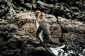 5 days Galapagos Top II