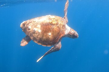 Snorkel Privately in Cabo San Lucas 