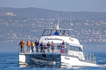 Luxury Whale Watching: Fewer People, Extra Speed, Expert Staff