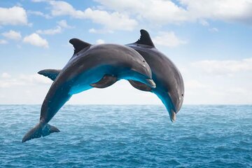 Full Day Private Dolphin Tour in Mauritius 