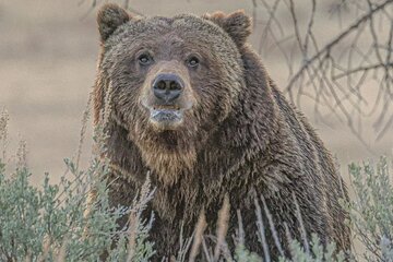 2-Day Private Yellowstone Tour(Lower and Upper Loops w Iconic Sites) w Lunch