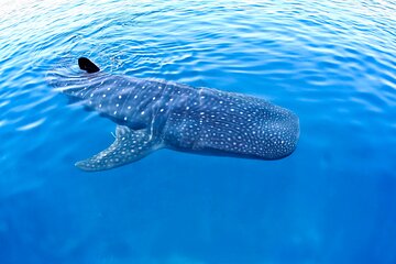 Whale Shark Experience Lifetime Memory in Cancun (snack included)