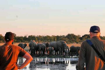 Safari Game Drive in Zambezi National Park