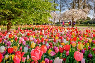 Skip-the-Line Keukenhof Gardens and Tulip Fields Tour from Amsterdam