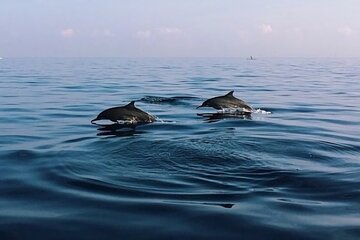 Bali Dolphin Lovina tour and Ulundanu Beratan