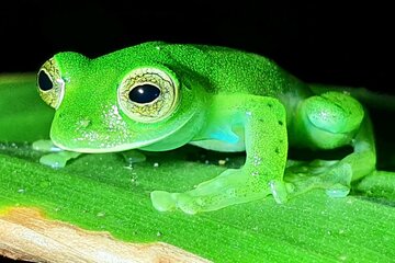 Night Tour in Monteverde