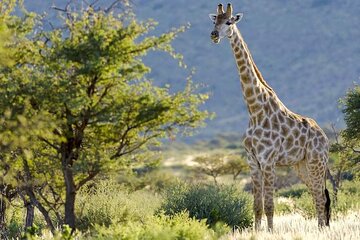 Pilanesberg Full Day Safari