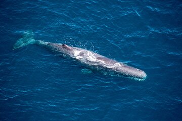 1-Hour Guided Whale Watching Premier Tour in Kaikōura