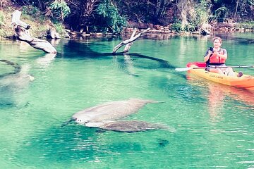 Orlando Manatee and Natural Spring Adventure Tour at Blue Springs