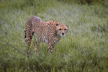 7-Day Tanzania Odyssey Safari- High End Tour