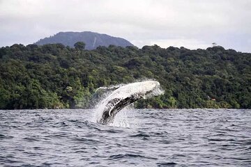 4 Days Pacific Coast Whale Watching