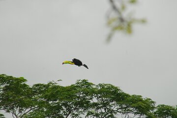 Birdwatching Tour