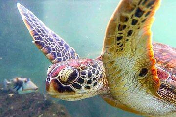 Private Baraka Natural Aquarium Tour; Stone Town Tour; Prison Island Tour