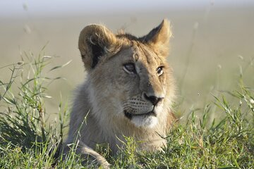 4-Day Simba Safari - Mid Range Tour