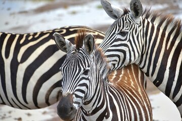 Ultimate Safari Adventure: Ngorongoro - Serengeti - Manyara