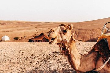 Half-Day Private Camel Riding in Agafay Desert with Pick Up