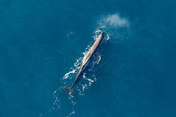 Marine Biologist Helicopter Tour: Whales and Cray Tails 