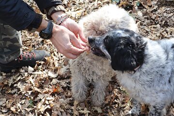 Truffle Hunting in San Miniato Tuscany with Trained Dogs