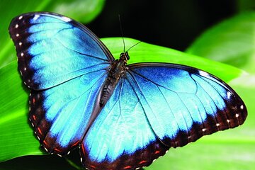 Monteverde hiking bridges & Chocolate- coffee & SUGAR cane tour