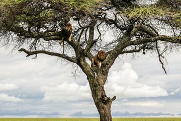 10-Day Predators Tanzania Safari Luxury Package