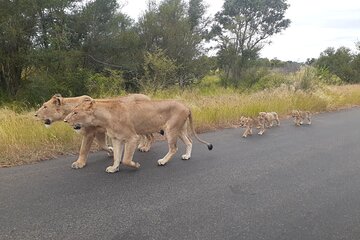 Kruger national park tour 4-days/3nights(Open safari truck)