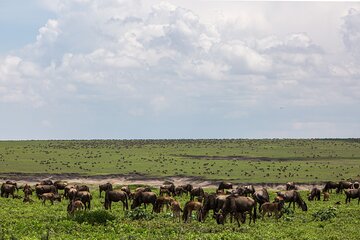 10-Day Wildebeest Migration Calving Safari -All Inclusive