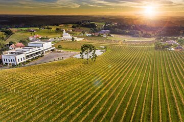 Tour Gran Reserva - Valley of the Vineyards