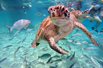 Swimming with Sea Turtles and Grote Knip Beach. Award Winner 2023