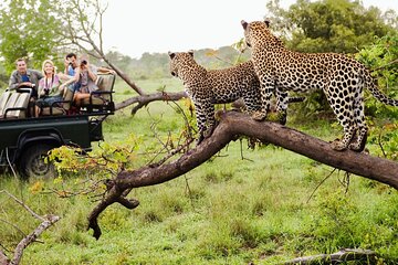 Safari Game Drive & Walk with the Lions Experiences 