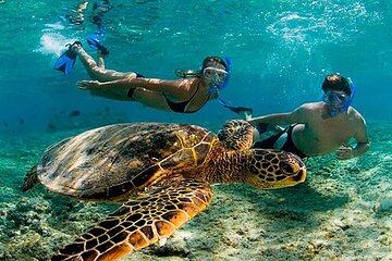 Tulum Mayan Ruins & Turtle Habitat Swim: Round Trip from Tulum City