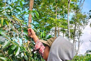 Journey of Bali coffee