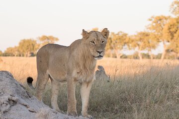 6 days 5nights Victoria falls and hwange safari Private Tour