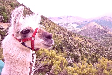  Llama Trek (Taster) - Kowhai River Valley and Native Woodland Tour