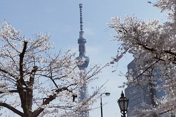 Cherry Blossom highlights, Asakusa, Ueno, Imperial Palace Garden