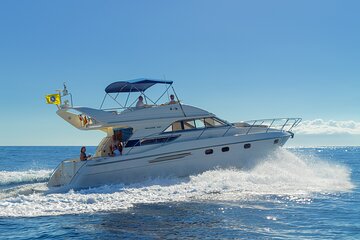 Whales and Dolphins excursion on a Luxury Yacht in Canary Islands