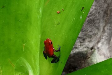 Tour to the Monteverde Reserve rainforest wildlife observation from San Jose